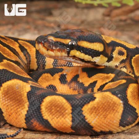 Baby Female Orange Dream Lace Het Pied Ball Pythons For Sale - Underground Reptiles