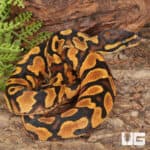 Baby Female Orange Dream Lace Het Pied Ball Pythons For Sale - Underground Reptiles
