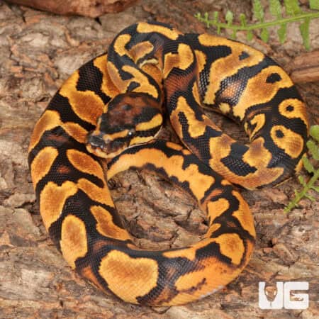 Baby Female Orange Dream Lace Het Pied Ball Pythons For Sale - Underground Reptiles