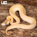 Baby Female Pastel Highway Ball Pythons For Sale - Underground Reptiles