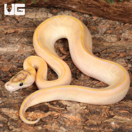 Baby Female Pastel Highway Ball Pythons For Sale - Underground Reptiles
