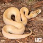 Baby Female Pastel Highway Ball Pythons For Sale - Underground Reptiles