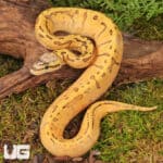 Lace Lemonblast OD Het Pied Ball Pythons For Sale - Underground Reptiles