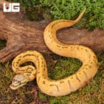 Lace Lemonblast OD Het Pied Ball Pythons For Sale - Underground Reptiles