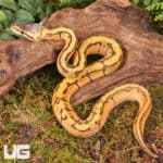Lace Lemonblast OD Het Pied Ball Pythons For Sale - Underground Reptiles