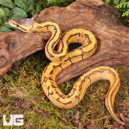 Lace Lemonblast OD Het Pied Ball Pythons For Sale - Underground Reptiles