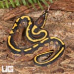 Baby Male Pastel Freeway Ball Pythons For Sale - Underground Reptiles