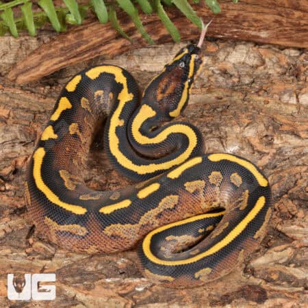 Baby Male Pastel Freeway Ball Pythons For Sale - Underground Reptiles