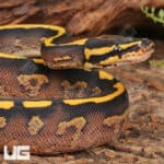 Baby Male Pastel Freeway Ball Pythons For Sale - Underground Reptiles