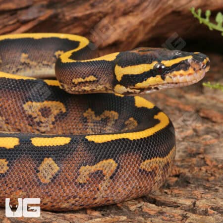 Baby Male Pastel Freeway Ball Pythons For Sale - Underground Reptiles