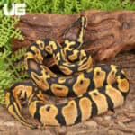 Baby Pastel Lace Het Pied Ball Pythons For Sale - Underground Reptiles