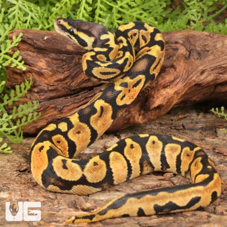 Baby Pastel Lace Het Pied Ball Pythons For Sale - Underground Reptiles