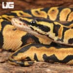 Baby Pastel Lace Het Pied Ball Pythons For Sale - Underground Reptiles