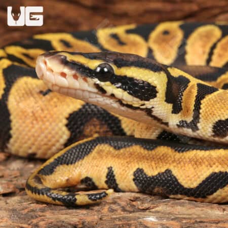 Baby Pastel Lace Het Pied Ball Pythons For Sale - Underground Reptiles