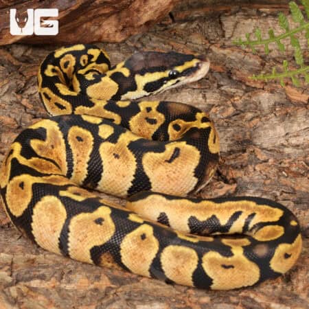 Baby Pastel Lace Het Pied Ball Pythons For Sale - Underground Reptiles