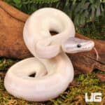 ug_Baby_Purple_Passion_Ball_Python_1 Baby Purple Passion Ball Python - Underground Reptiles