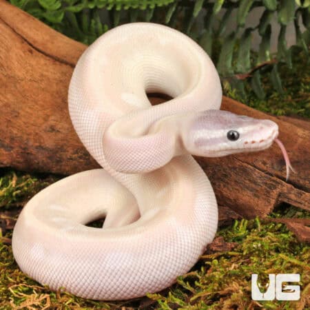 Baby Purple Passion Ball Python - Underground Reptiles