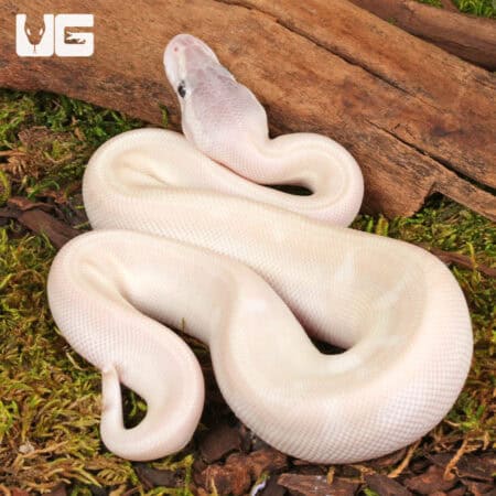Baby Purple Passion Ball Python - Underground Reptiles