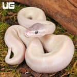 ug_Baby_Purple_Passion_Ball_Python_3 Baby Purple Passion Ball Python - Underground Reptiles