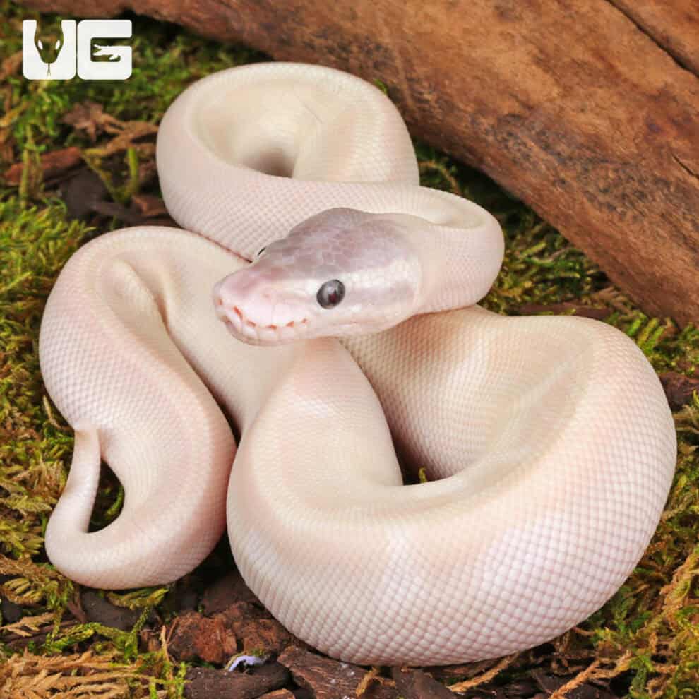 Baby Purple Passion Ball Python - Underground Reptiles