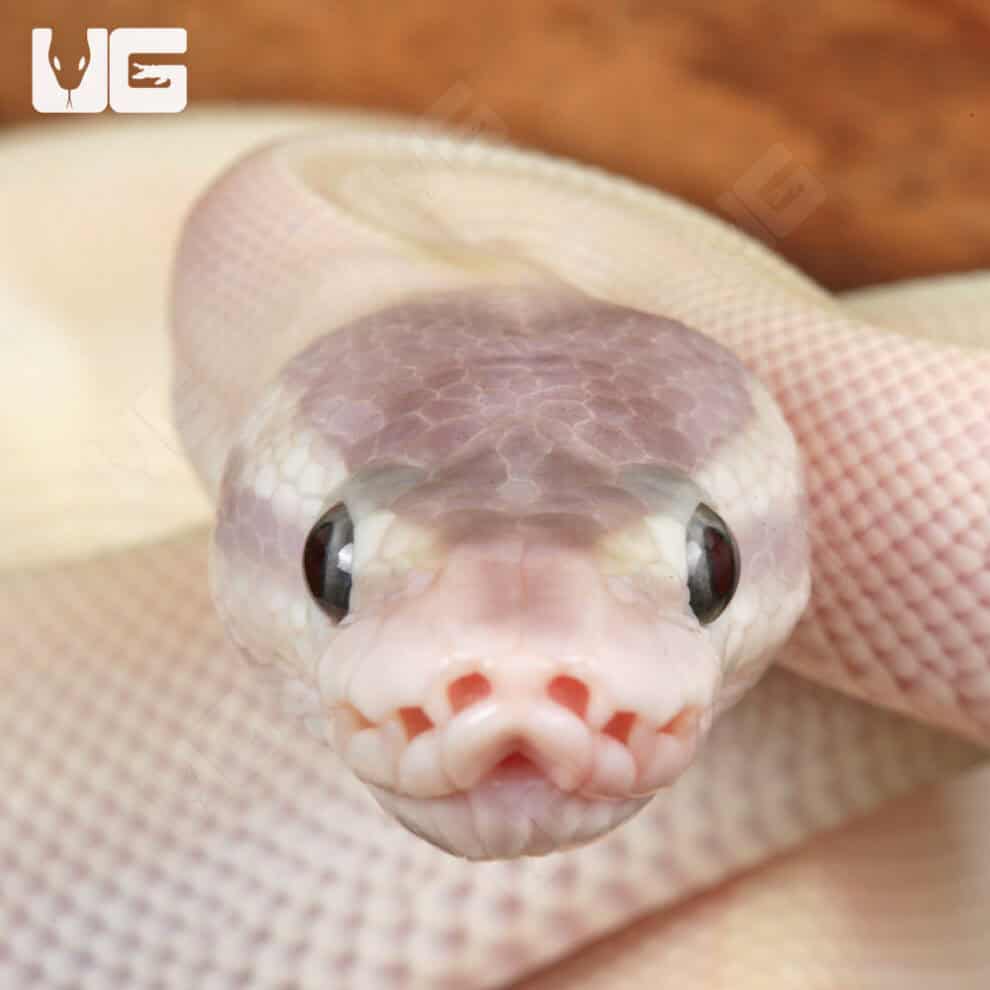 Baby Purple Passion Ball Python - Underground Reptiles