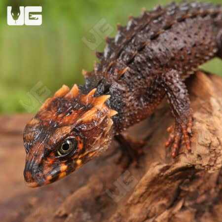 Red Eyed Crocodile Skinks For Sale - Underground Reptiles