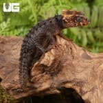 Red Eyed Crocodile Skinks For Sale - Underground Reptiles