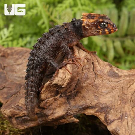 Red Eyed Crocodile Skinks For Sale - Underground Reptiles