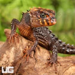 Red Eyed Crocodile Skinks For Sale - Underground Reptiles