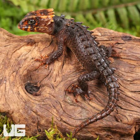 Red Eyed Crocodile Skinks For Sale - Underground Reptiles