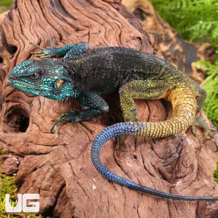 Blue Headed Tree Agamas (Acanthocercus ugandaensis) For Sale - Underground Reptiles