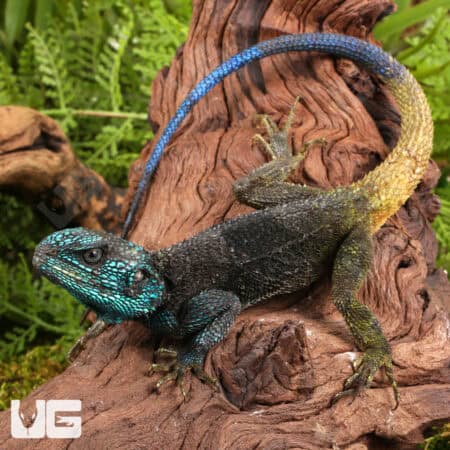 Blue Headed Tree Agamas (Acanthocercus ugandaensis) For Sale - Underground Reptiles