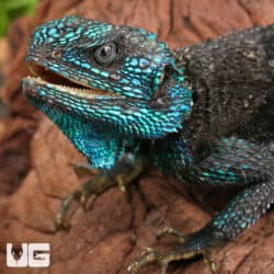 Blue Headed Tree Agamas (Acanthocercus ugandaensis) For Sale - Underground Reptiles