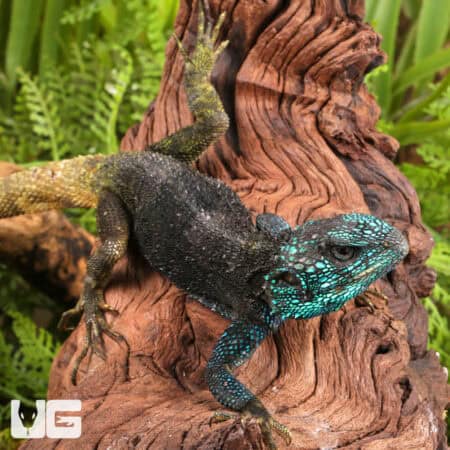 Blue Headed Tree Agamas (Acanthocercus ugandaensis) For Sale - Underground Reptiles