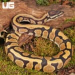 Yearling Male Bongo D.H. Hypo Tri Stripe Ball Python For Sale - Underground Reptiles