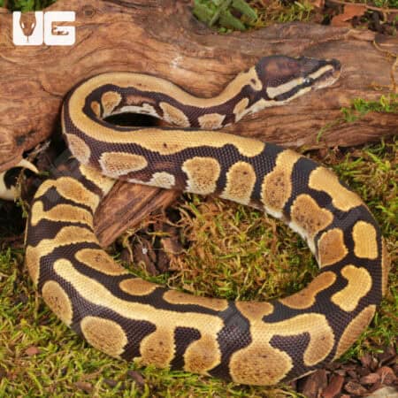 Yearling Male Bongo D.H. Hypo Tri Stripe Ball Python For Sale - Underground Reptiles