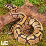 Yearling Male Bongo D.H. Hypo Tri Stripe Ball Python For Sale - Underground Reptiles