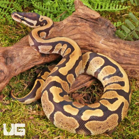 Yearling Male Bongo D.H. Hypo Tri Stripe Ball Python For Sale - Underground Reptiles