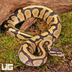 Yearling Male Bongo D.H. Hypo Tri Stripe Ball Python For Sale - Underground Reptiles