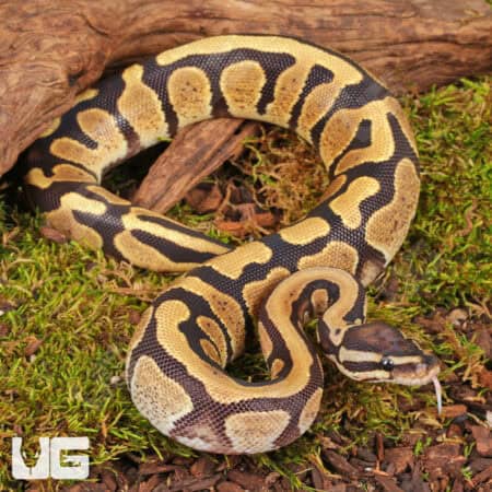 Yearling Male Bongo D.H. Hypo Tri Stripe Ball Python For Sale - Underground Reptiles