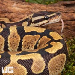 Yearling Male Bongo D.H. Hypo Tri Stripe Ball Python For Sale - Underground Reptiles