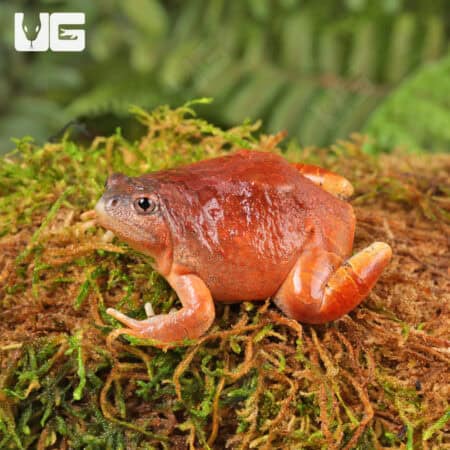 Burmese Squat Frogs For Sale - Underground Reptiles