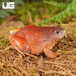 Burmese Squat Frogs For Sale - Underground Reptiles