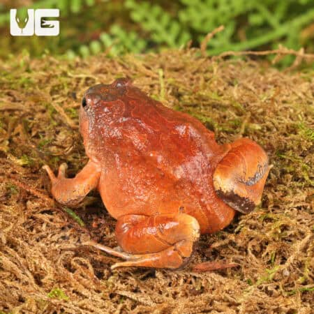 Burmese Squat Frogs For Sale - Underground Reptiles