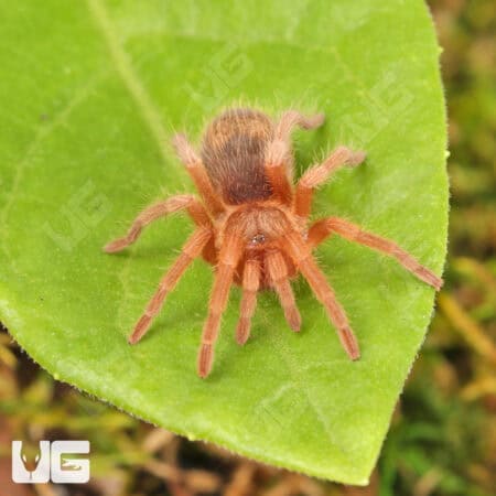 Chilean Blue Femur Tarantula for sale - Underground Reptiles