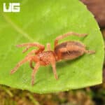 Chilean Blue Femur Tarantula for sale - Underground Reptiles