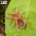Chilean Blue Femur Tarantula for sale - Underground Reptiles