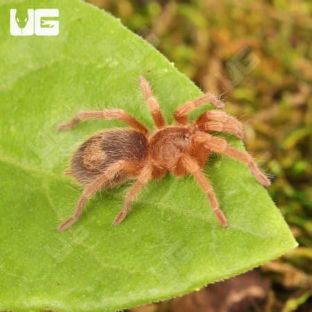 Chilean Blue Femur Tarantula for sale - Underground Reptiles