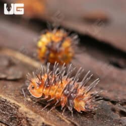 Durian Spiky Isopods (Laureola sp. ‘Durian Spiky’) For Sale - Underground Reptiles