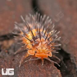 Durian Spiky Isopods (Laureola sp. ‘Durian Spiky’) For Sale - Underground Reptiles